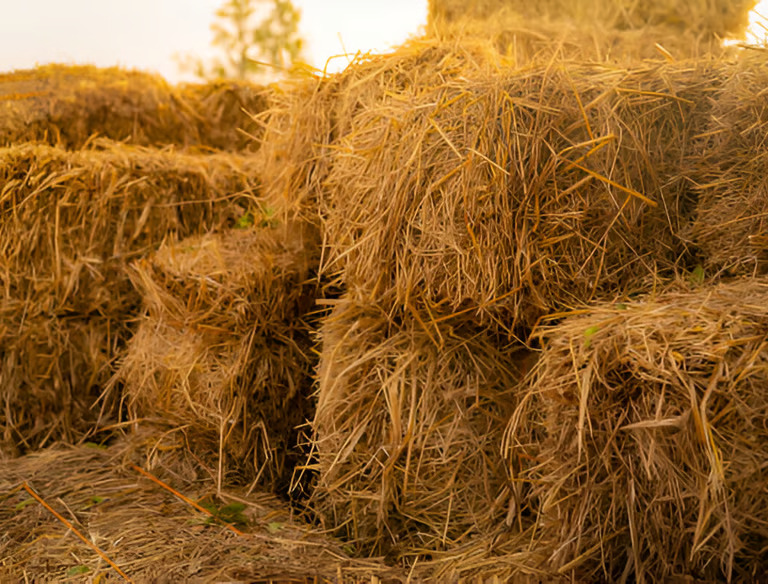 Rice Straw